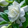 md.sharif.ahmed794
