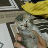 bisalah.c