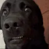 mxcdmz