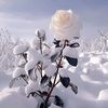 user7686197563933