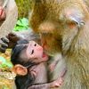 adorablemonkey168
