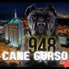 948_canecorso