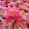 Syahronnyflorist21