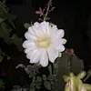 adalesia.pereira
