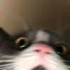 piyonnnnstecyuu