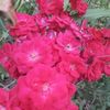 tulageorge465