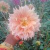mdbabul7826