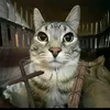 laster_master52