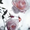 user1244302451253