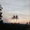 felista733