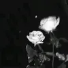biankk_348
