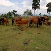edwintongoine