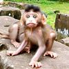 monkey.mister