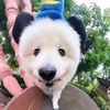 ogsnorlax_