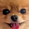 0xamuscado777