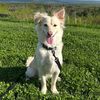 milo_the_mutt_