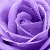 user6520803056377