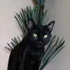 sesssajcsyx