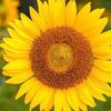 Sunflourz
