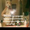chelo4381