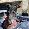 milliethelongsnoot