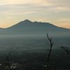 kayuputih.321