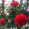 hngnguynduy396