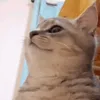xraenxie