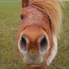 equestrian4363