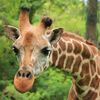 Wildlife Stories