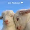 ezatullahrahimy0