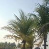 kurayong_
