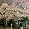 sakura72511