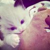 chipaa_rorrrr