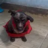 hanh.love.pet