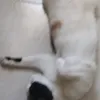 predator.avatar