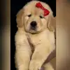 zara_goldinha