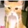 pequeno_bagre666