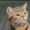 anuwa.yama_01