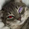 aryaskidip