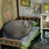 Meow Mom