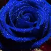 phuong.tien.nguye5