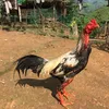 nguyn.vn.n90