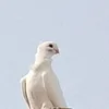 ccvb4455