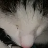 123321nn4