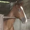 cavalo1.0