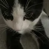 birbli