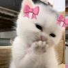 yxz.cip