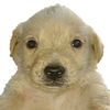 perrito_panson_550