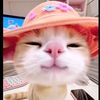 catsinsects0976